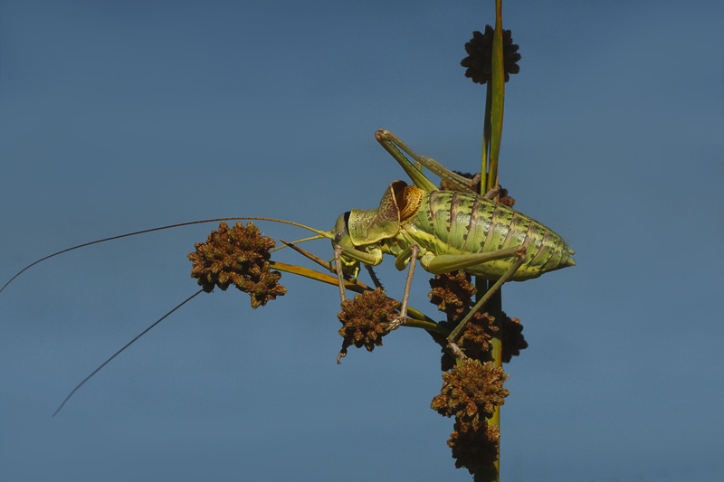 id grillo verde